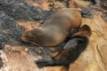 Baby sea lion with his mom on a Beach Royalty Free Stock Photo