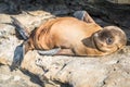 Baby Sea lion Pup Laying on the Rocks Royalty Free Stock Photo