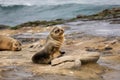 Baby Sea Lion Pup sitting on the rocks - La Jolla, San Diego, California Royalty Free Stock Photo