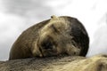 Baby Sea Lion Pup sleeping on the beach Royalty Free Stock Photo