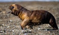 A baby sea lion rookery. Close-up. Peninsula Valdes. Argentina.