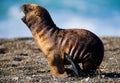 A baby sea lion rookery. Close-up. Peninsula Valdes. Argentina.