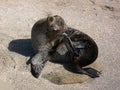 Baby Sea Lion Royalty Free Stock Photo
