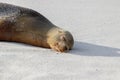 Baby sea lion sleeping, Galapagos Islands, Ecuador Royalty Free Stock Photo