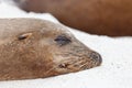 Baby sea lion sleeping, Galapagos Islands, Ecuador Royalty Free Stock Photo