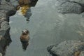 Baby Sea Lion Swimming in Galapagos Islands