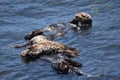 Baby Sea Otter Pup with His Mom and Dad Floating in the Pacific Royalty Free Stock Photo