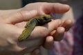 Baby Sea Turtle 2