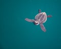 Baby Sea Turtle Royalty Free Stock Photo