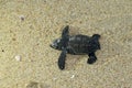Baby Sea Turtle on the Beach Royalty Free Stock Photo