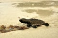 Baby sea Turtle on the beach way to the Ocean. Seychelles Royalty Free Stock Photo