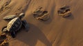 A baby sea turtle crawls on the beach at sunrise, leaving tiny tracks in the sand Royalty Free Stock Photo