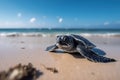 Baby sea turtle crawls to the ocean Royalty Free Stock Photo