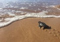 Baby sea turtle going towards the ocean