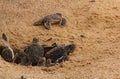 Baby sea turtle hatching. One day old sea turtles in Hikkaduwa in the turtle farm Royalty Free Stock Photo