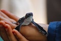 Baby sea turtle hatching. One day old sea turtles in Hikkaduwa in the turtle farm.,Sri Lanka . Loggerhead baby sea turtle Royalty Free Stock Photo