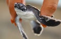 Baby sea turtle hatching. One day old sea turtles in Hikkaduwa in the turtle farm Royalty Free Stock Photo