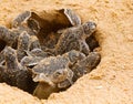 Baby sea turtle hatching. One day old sea turtles in Hikkaduwa in the turtle farm Royalty Free Stock Photo