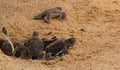 Baby sea turtle hatching. One day old sea turtles in Hikkaduwa in the turtle farm.,Sri Lanka . Loggerhead baby sea turtle Royalty Free Stock Photo