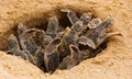 Baby sea turtle hatching. One day old sea turtles in Hikkaduwa in the turtle farm.,Sri Lanka . Loggerhead baby sea turtle Royalty Free Stock Photo