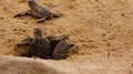 Baby sea turtle hatching. One day old sea turtles in Hikkaduwa in the turtle farm.,Sri Lanka . Loggerhead baby sea turtle Royalty Free Stock Photo