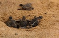 Baby sea turtle hatching. One day old sea turtles in Hikkaduwa in the turtle farm.,Sri Lanka . Loggerhead baby sea turtle Royalty Free Stock Photo