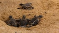 Baby sea turtle hatching. One day old sea turtles in Hikkaduwa in the turtle farm Royalty Free Stock Photo