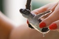 Baby sea turtle hatching. One day old sea turtles in Hikkaduwa in the turtle farm Royalty Free Stock Photo