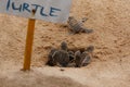 Baby sea turtle hatching. One day old sea turtles in Hikkaduwa in the turtle farm.,Sri Lanka tourism . Loggerhead baby sea turtle Royalty Free Stock Photo