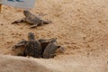 Baby sea turtle hatching. One day old sea turtles in Hikkaduwa in the turtle farm.,Sri Lanka tourism . Loggerhead baby sea turtle Royalty Free Stock Photo