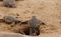 Baby sea turtle hatching. One day old sea turtles in Hikkaduwa in the turtle farm.,Sri Lanka tourism . Loggerhead baby sea turtle Royalty Free Stock Photo