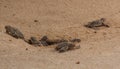 Baby sea turtle hatching. One day old sea turtles in Hikkaduwa in the turtle farm.,Sri Lanka tourism . Loggerhead baby sea turtle Royalty Free Stock Photo