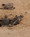 Baby sea turtle hatching. One day old sea turtles in Hikkaduwa in the turtle farm.,Sri Lanka tourism . Loggerhead baby sea turtle Royalty Free Stock Photo