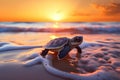 Baby Sea Turtle Heading To Ocean Sunset Ambiance Royalty Free Stock Photo