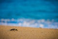 Baby sea turtle makes its way back to the ocean. Royalty Free Stock Photo