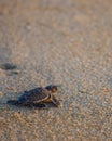 Baby sea turtle makes its way back to the ocean. Royalty Free Stock Photo
