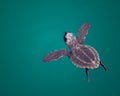 Baby Sea Turtle in ocean Royalty Free Stock Photo