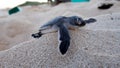 Baby Sea Turtle Royalty Free Stock Photo