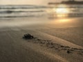 Baby Sea Turtle Royalty Free Stock Photo