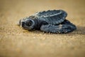 A baby sea turtle struggles for survival after hatching in Mexico Royalty Free Stock Photo