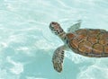 Baby Sea Turtle Swimming Royalty Free Stock Photo