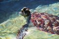 Baby Sea Turtle Swimming Royalty Free Stock Photo