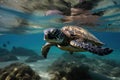 baby sea turtle swimming in the ocean, with its mother in the background Royalty Free Stock Photo