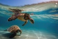 baby sea turtle swimming in the ocean, with its mother nearby Royalty Free Stock Photo