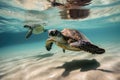 baby sea turtle swimming in the ocean, with its parent nearby Royalty Free Stock Photo