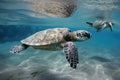 baby sea turtle swimming in the ocean, with its parent nearby Royalty Free Stock Photo