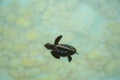 Baby sea turtle swimming under clear sea water. Royalty Free Stock Photo