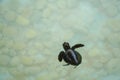 Baby sea turtle swimming under clear sea water. Royalty Free Stock Photo