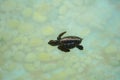 Baby sea turtle swimming under clear sea water. Royalty Free Stock Photo