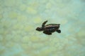 Baby sea turtle swimming under clear sea water. Royalty Free Stock Photo